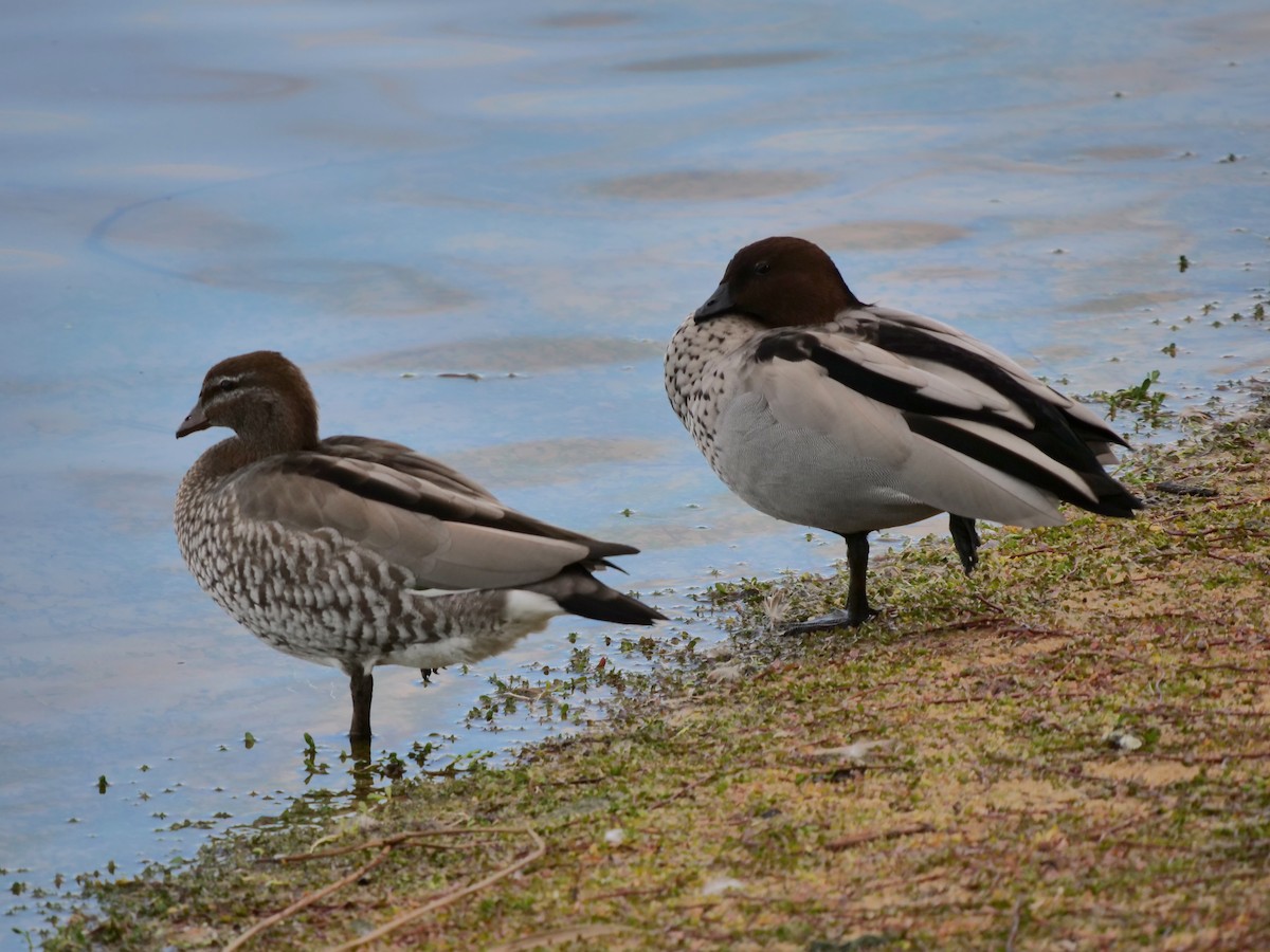 Maned Duck - ML104474281