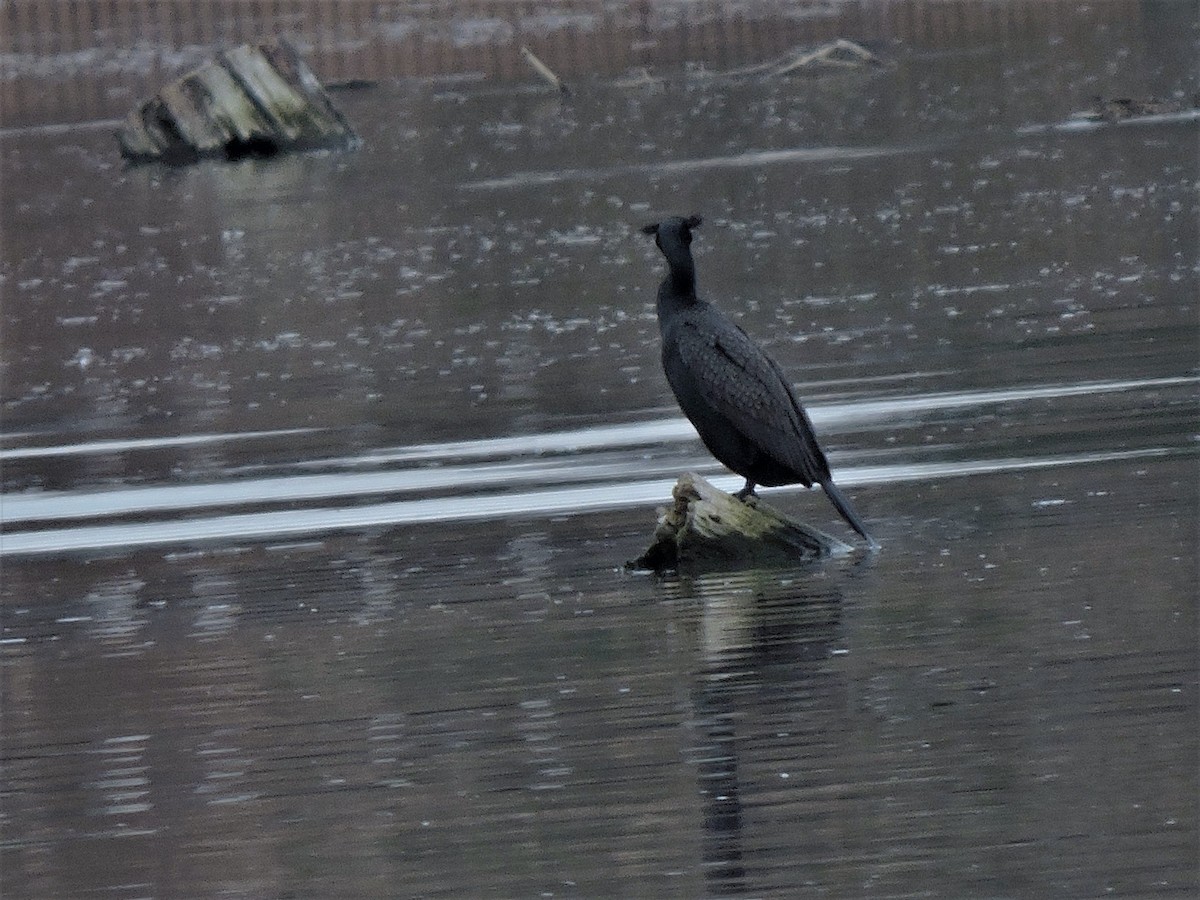 Double-crested Cormorant - ML104474801