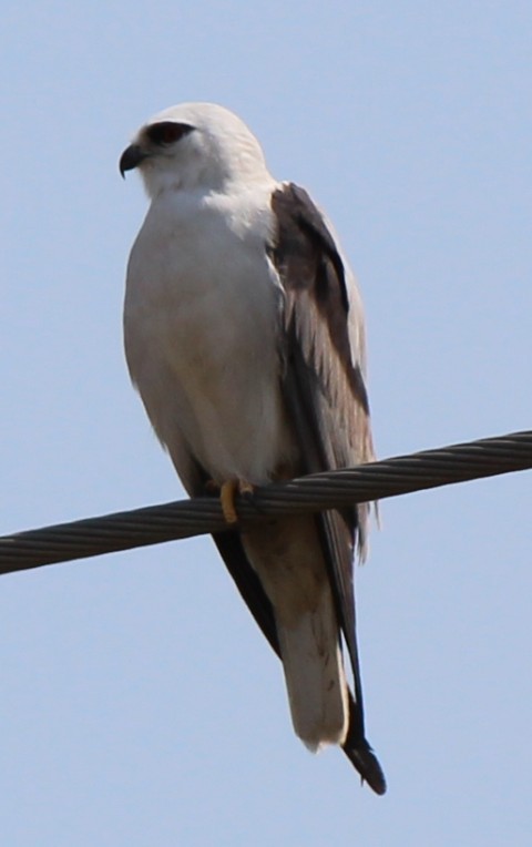 Black-shouldered Kite - ML104475471