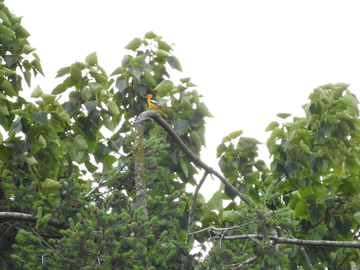 Bullock's Oriole - Jody  Wells