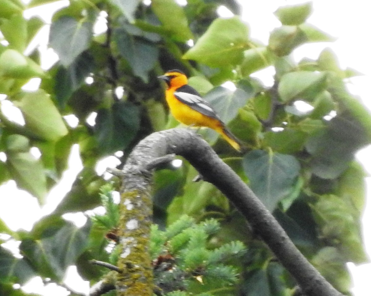 Bullock's Oriole - Jody  Wells