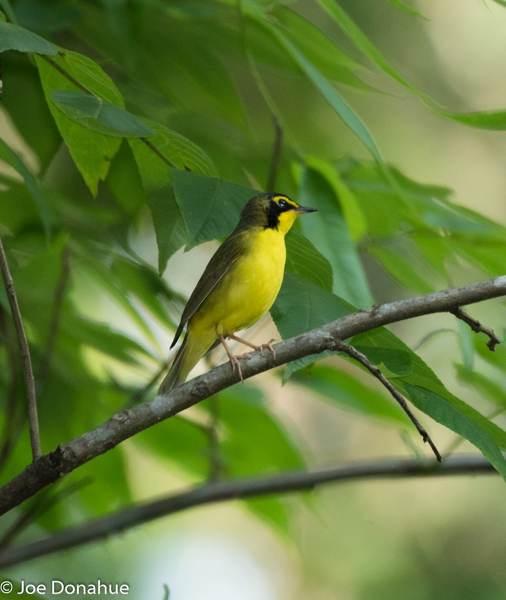 Kentucky Warbler - Joe Donahue