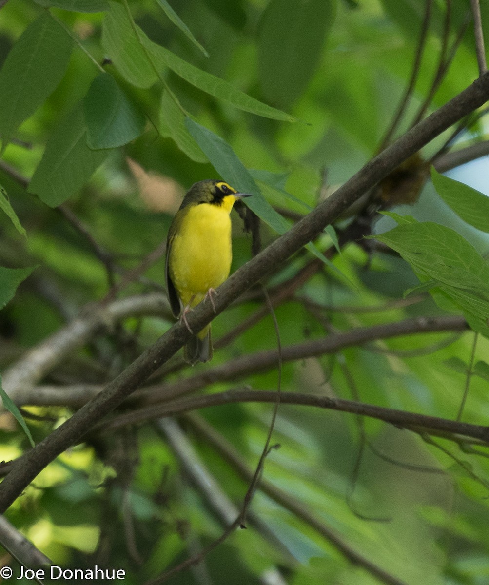 Kentucky Warbler - Joe Donahue