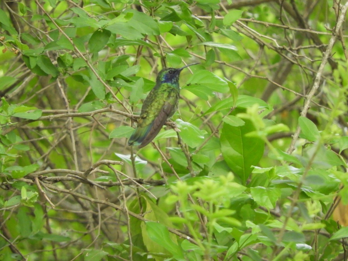 kolibřík zelený - ML104478151