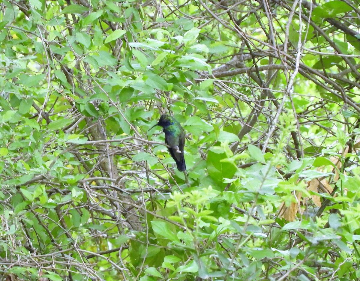 kolibřík zelený - ML104478201