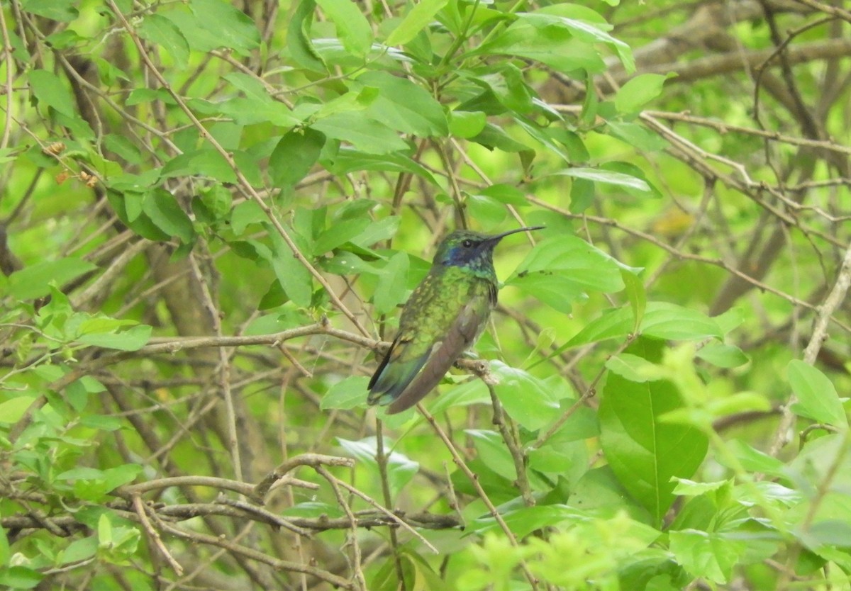 Mexican Violetear - Yve Morrell