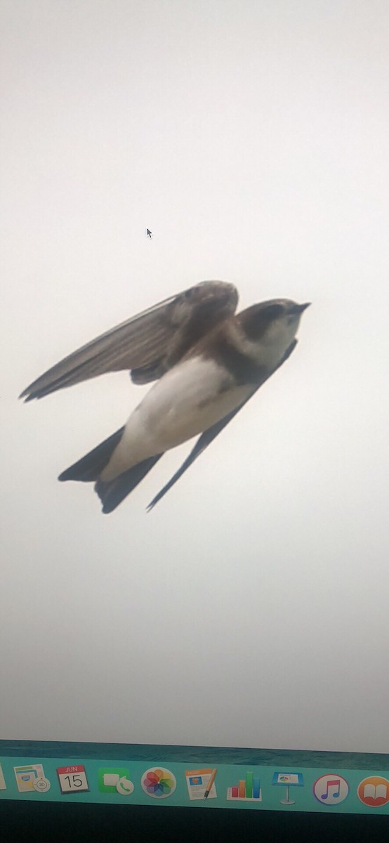 Bank Swallow - ML104479411