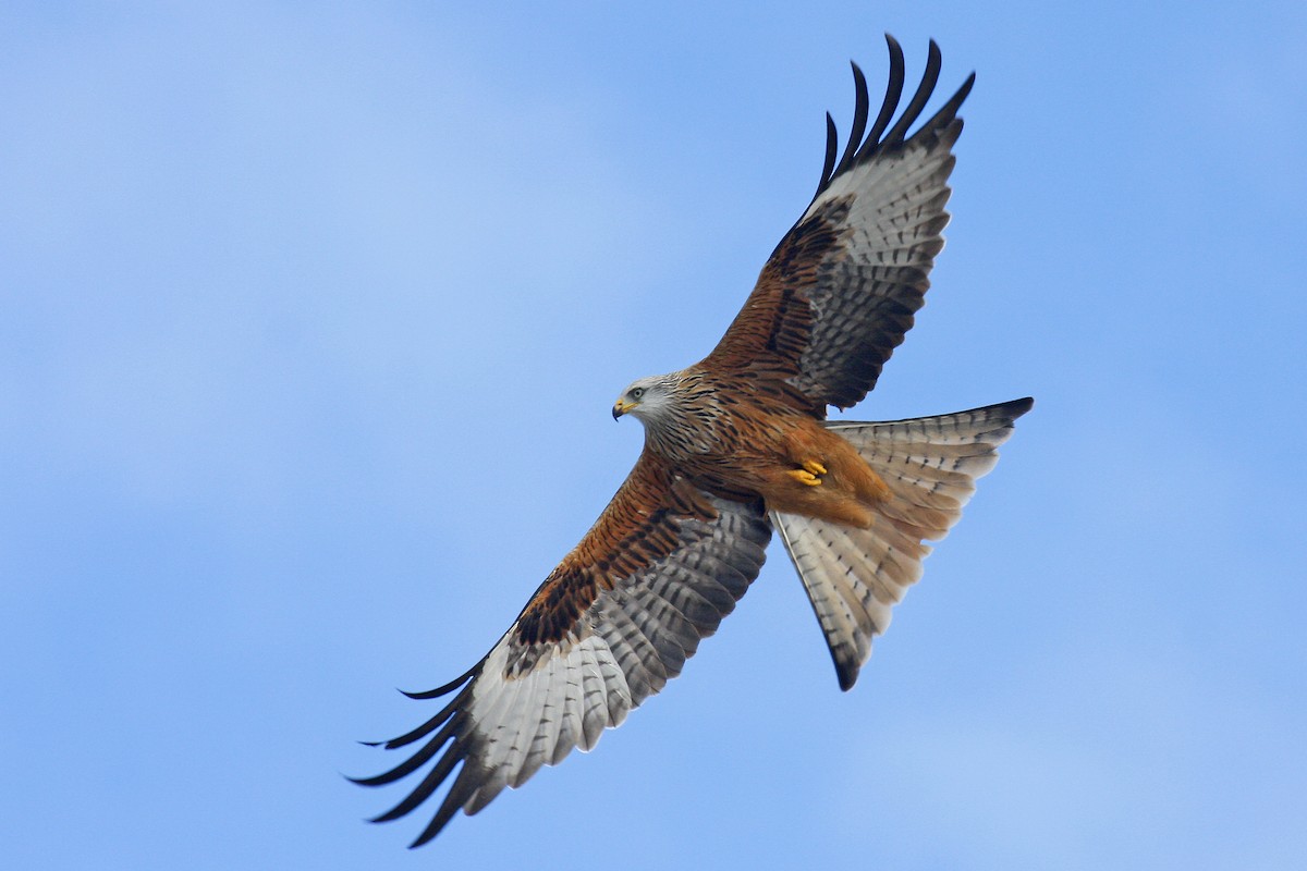 Red Kite (Red) - ML104479601