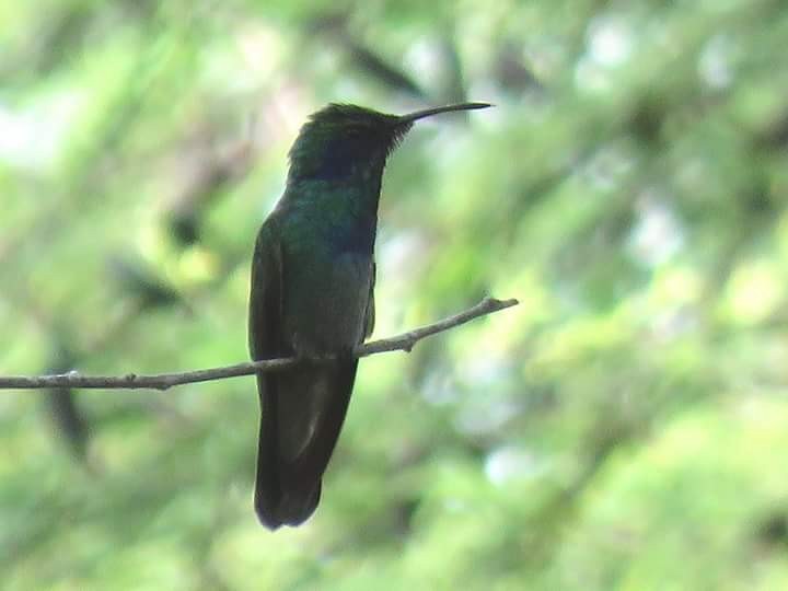 kolibřík zelený - ML104481441