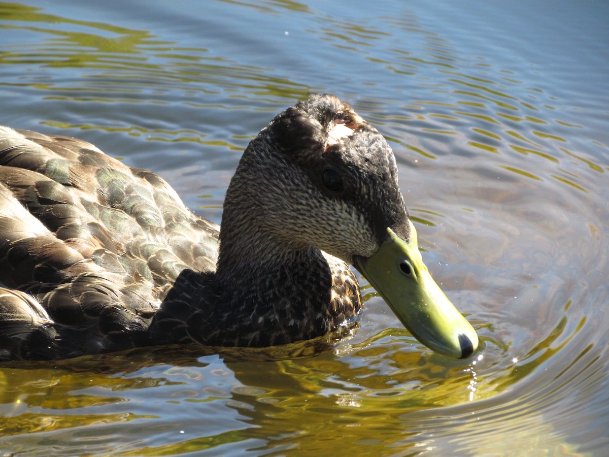 Canard noir - ML104482651