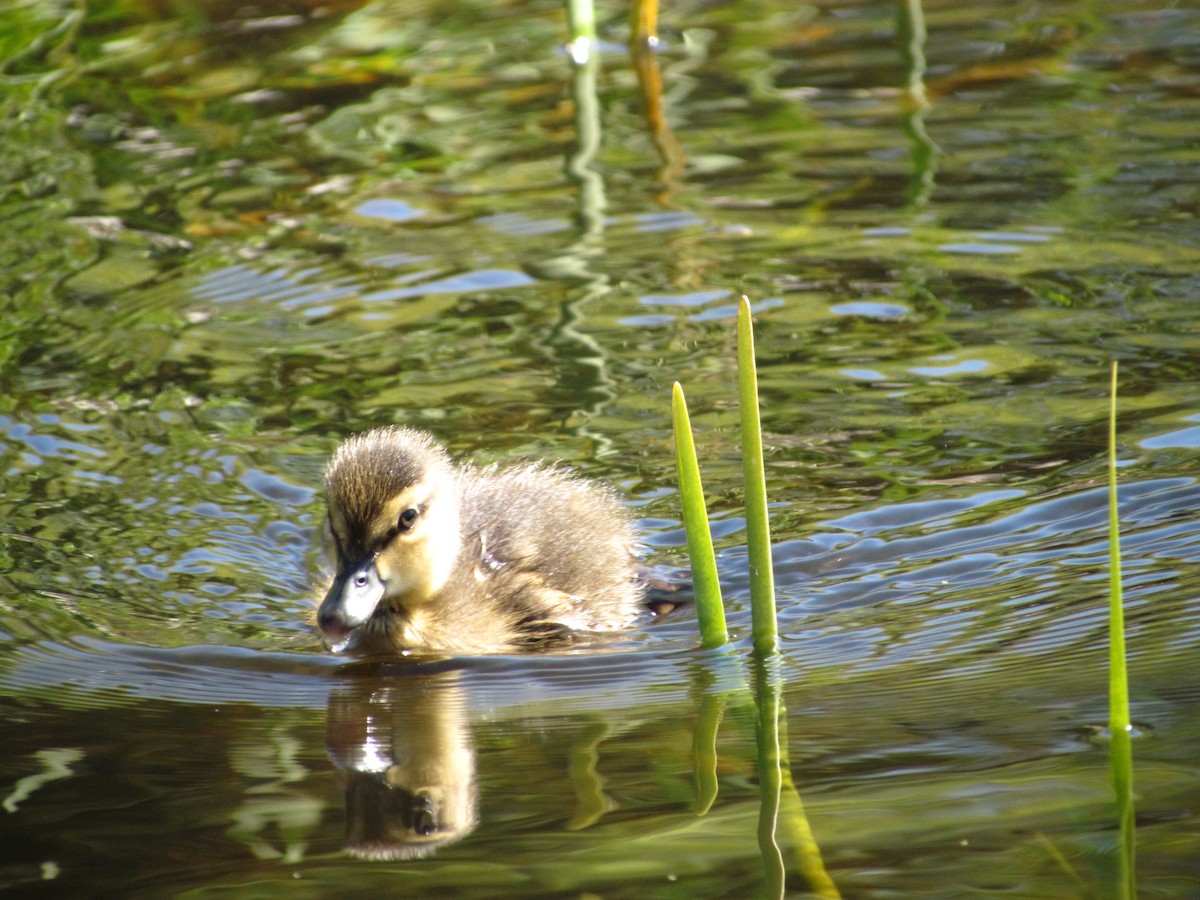 Canard noir - ML104482661