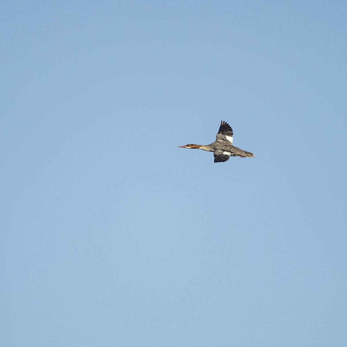 Common Merganser - ML104482761