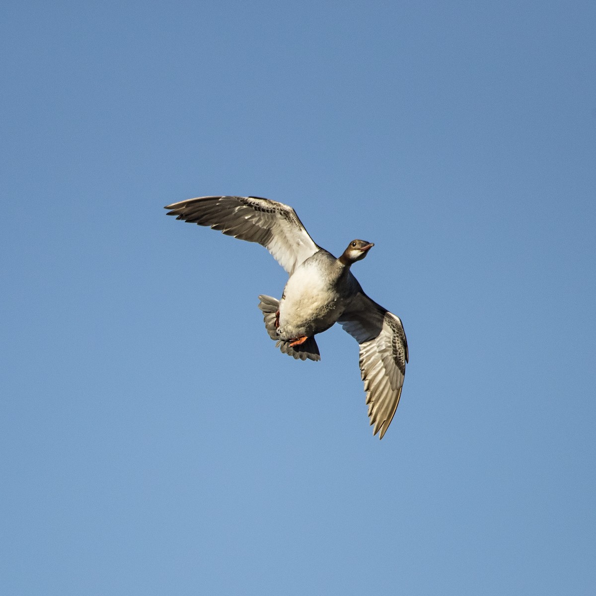 Common Merganser - ML104482771