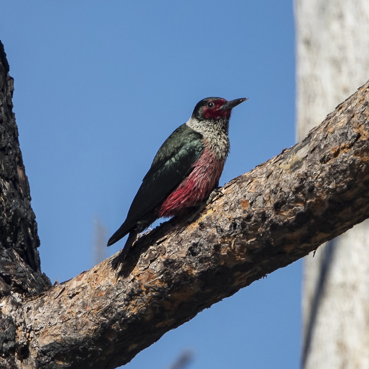 Lewis's Woodpecker - ML104482831