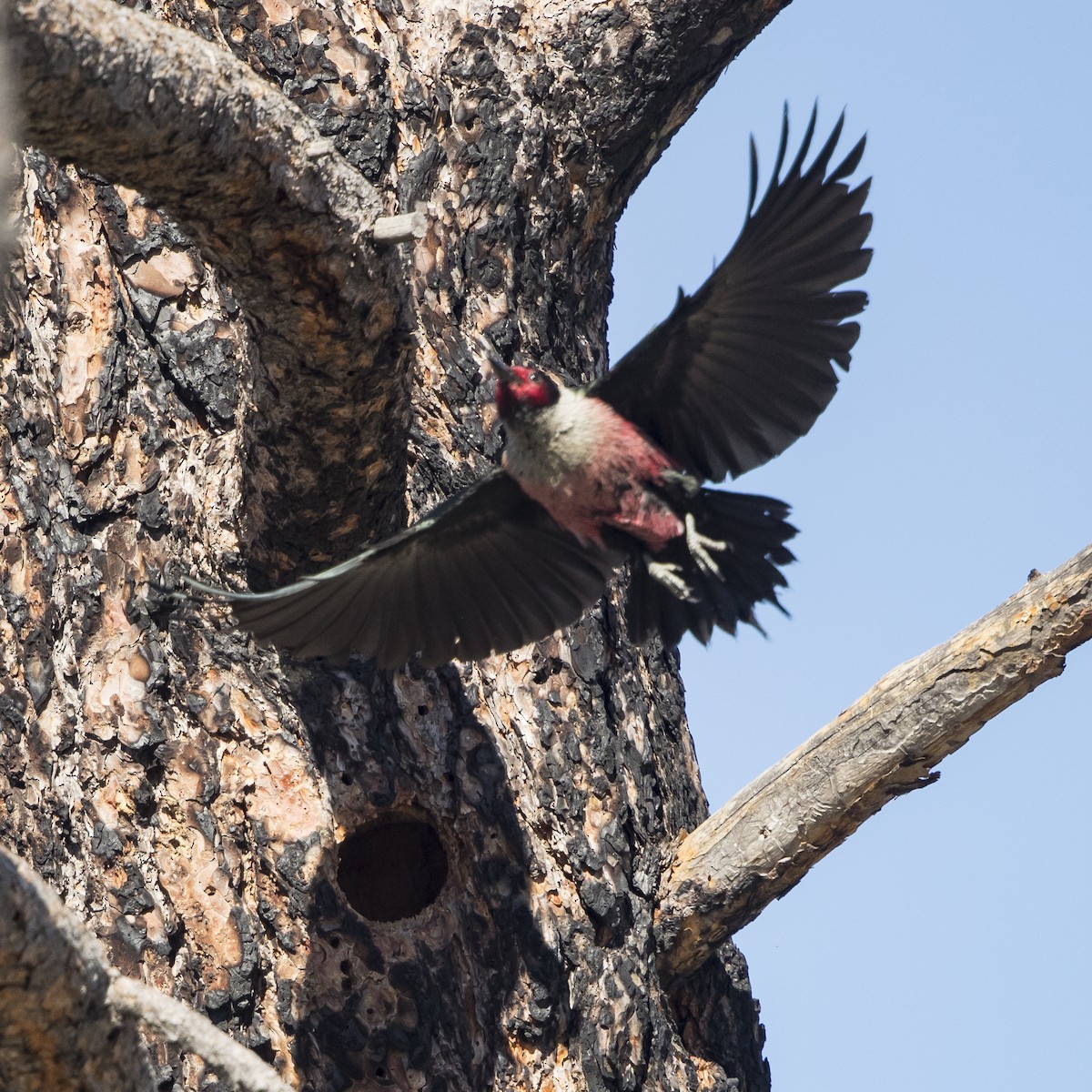 Lewis's Woodpecker - ML104482841