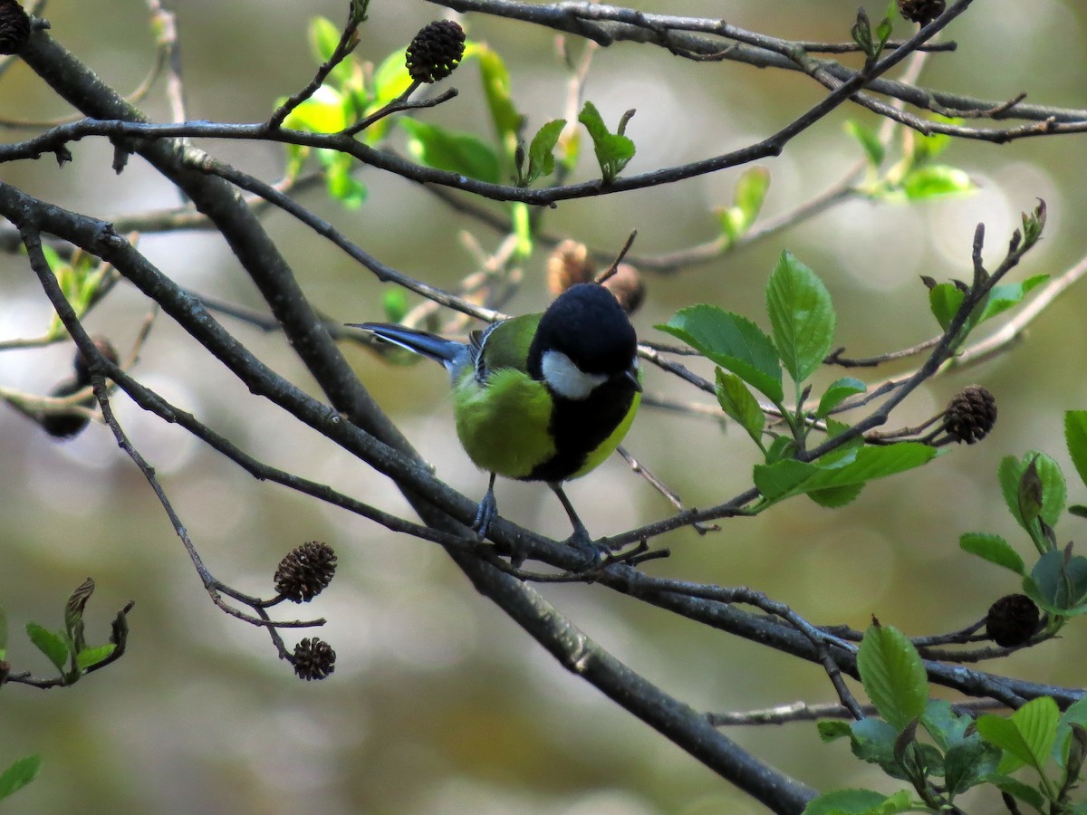 Green-backed Tit - Donnie Tsui