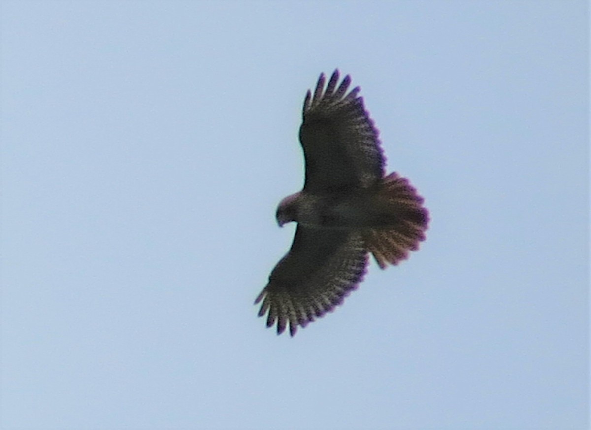 Red-tailed Hawk - ML104483101