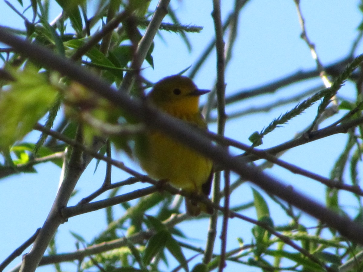 Yellow Warbler - Sarah Butt