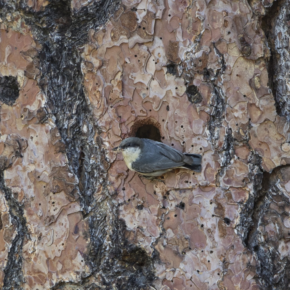 Pygmy Nuthatch - ML104483301