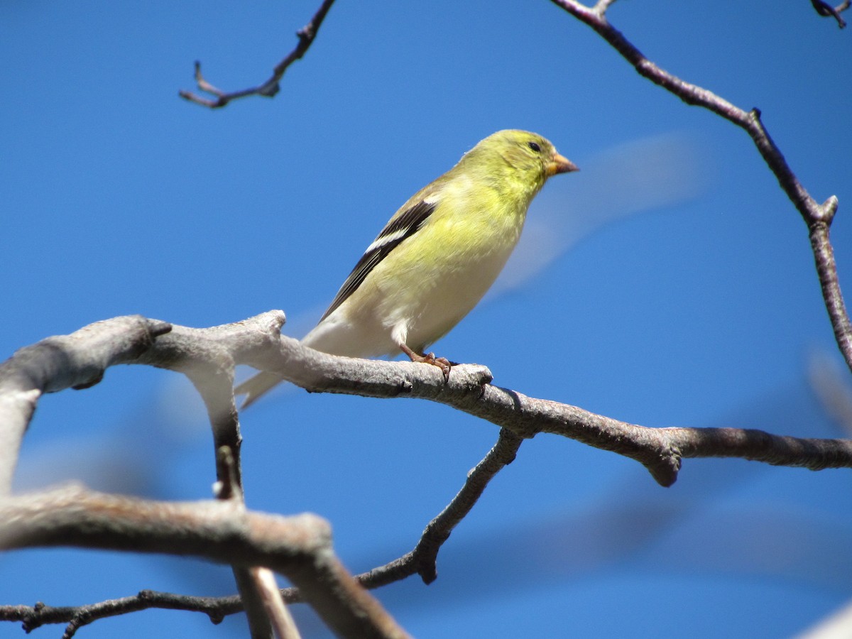 American Goldfinch - ML104483511