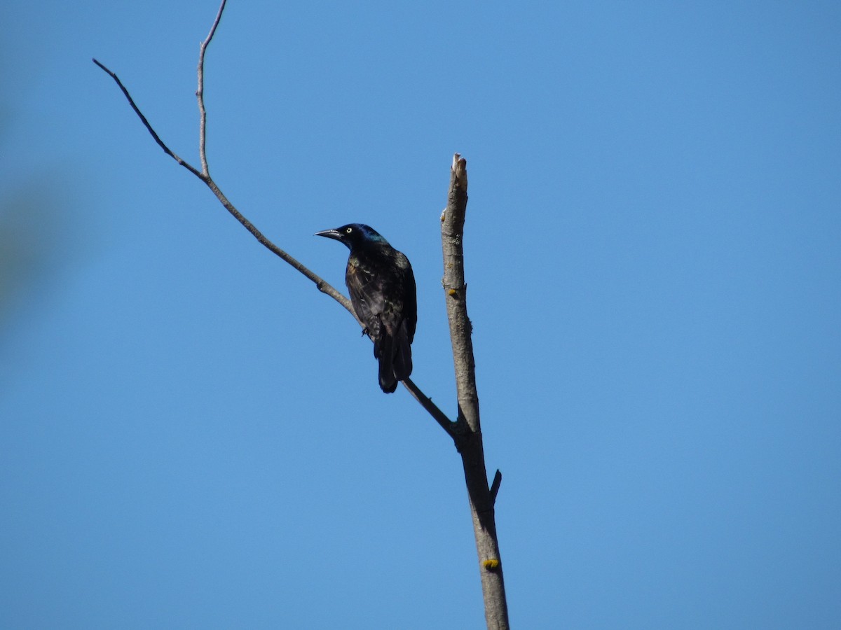 Common Grackle - ML104483831