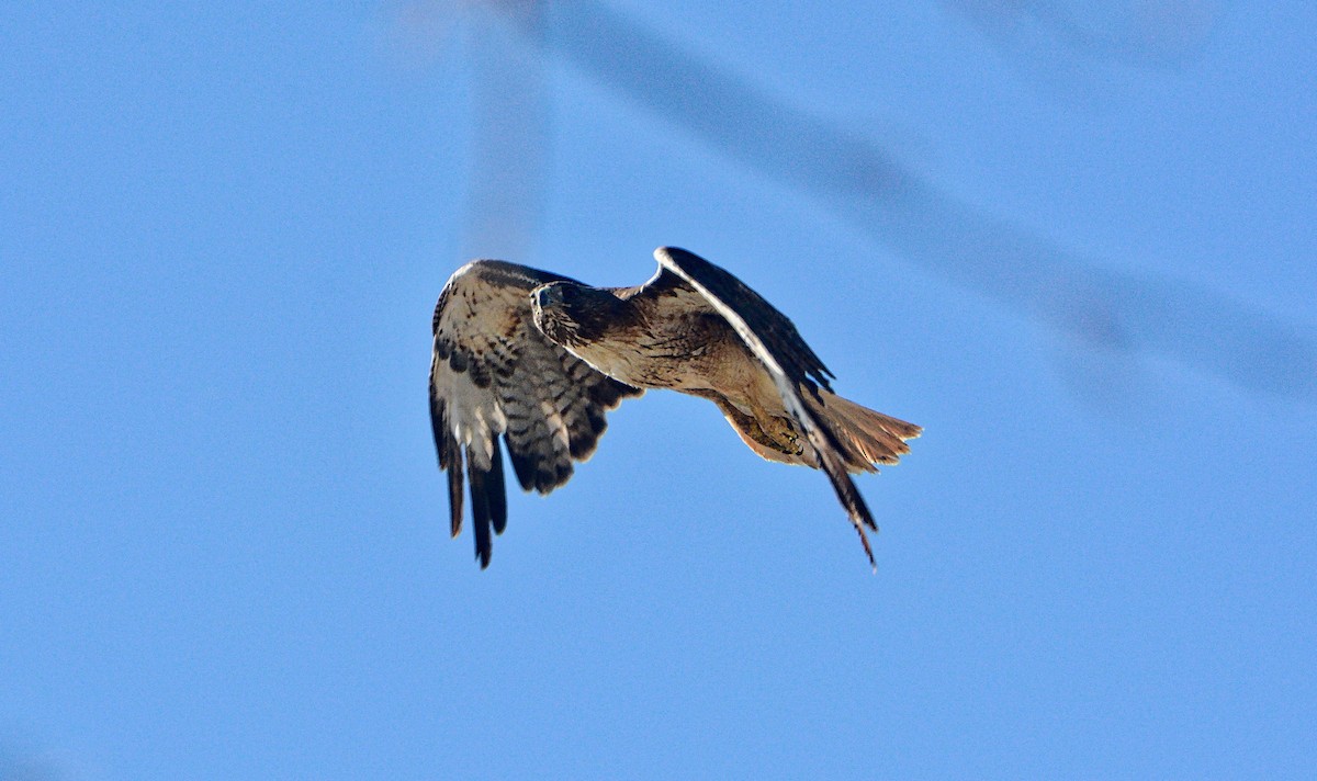 Red-tailed Hawk - Douglas Hall