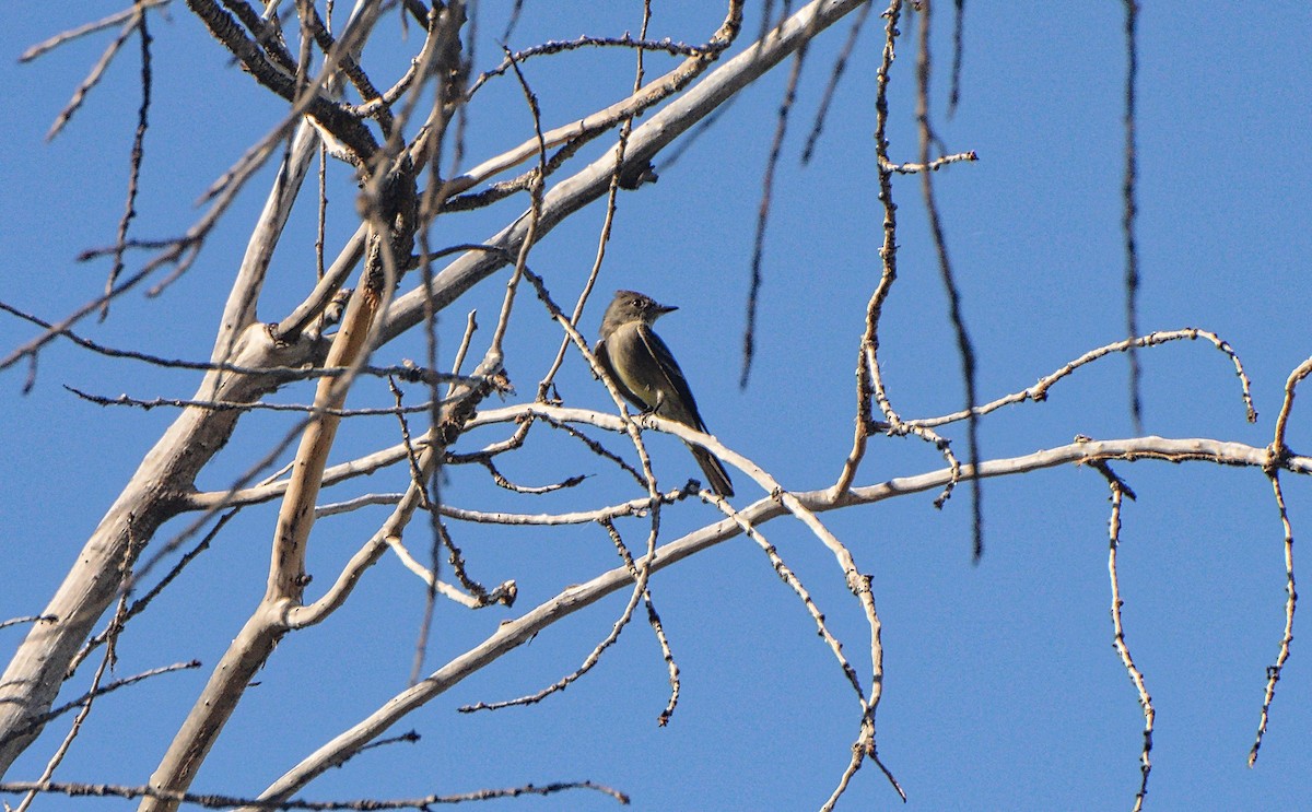 Western Wood-Pewee - Douglas Hall