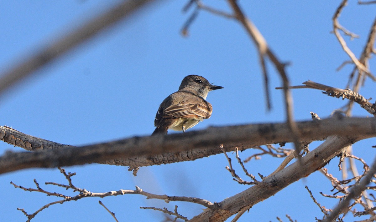 Ash-throated Flycatcher - Douglas Hall