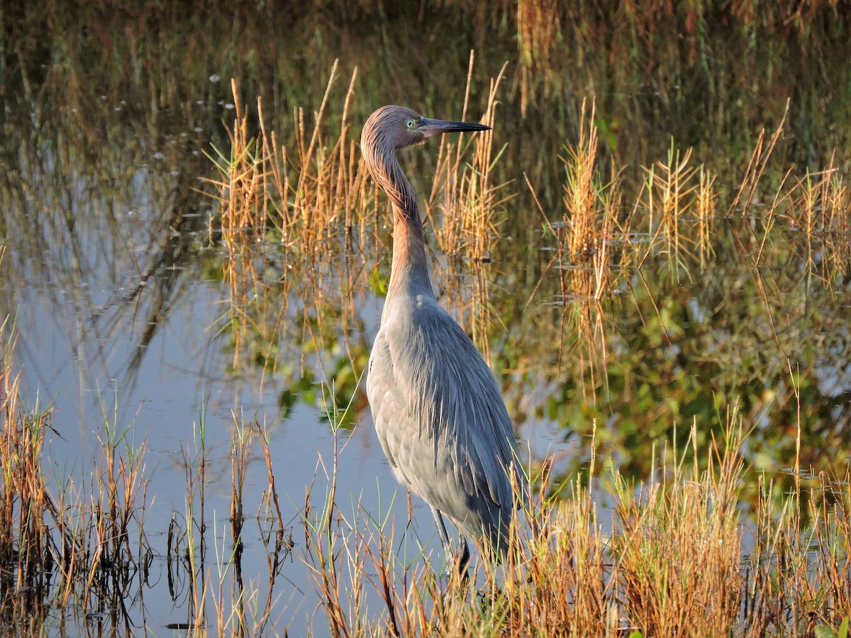 Reddish Egret - ML104485071