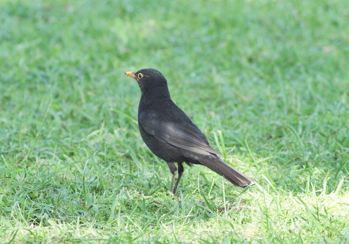 Eurasian Blackbird - ML104486851