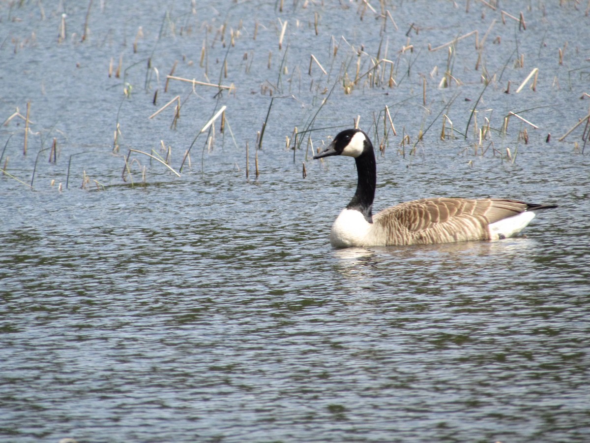 Canada Goose - ML104487591