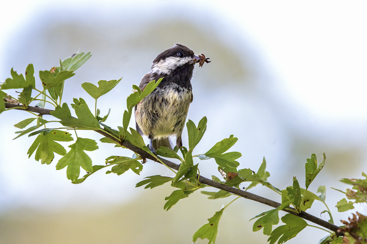 Chestnut-backed Chickadee - ML104488141