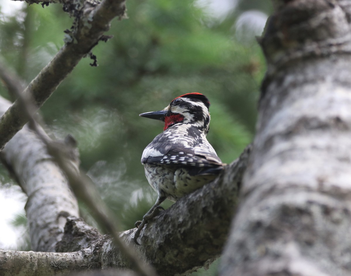 Yellow-bellied Sapsucker - ML104488621