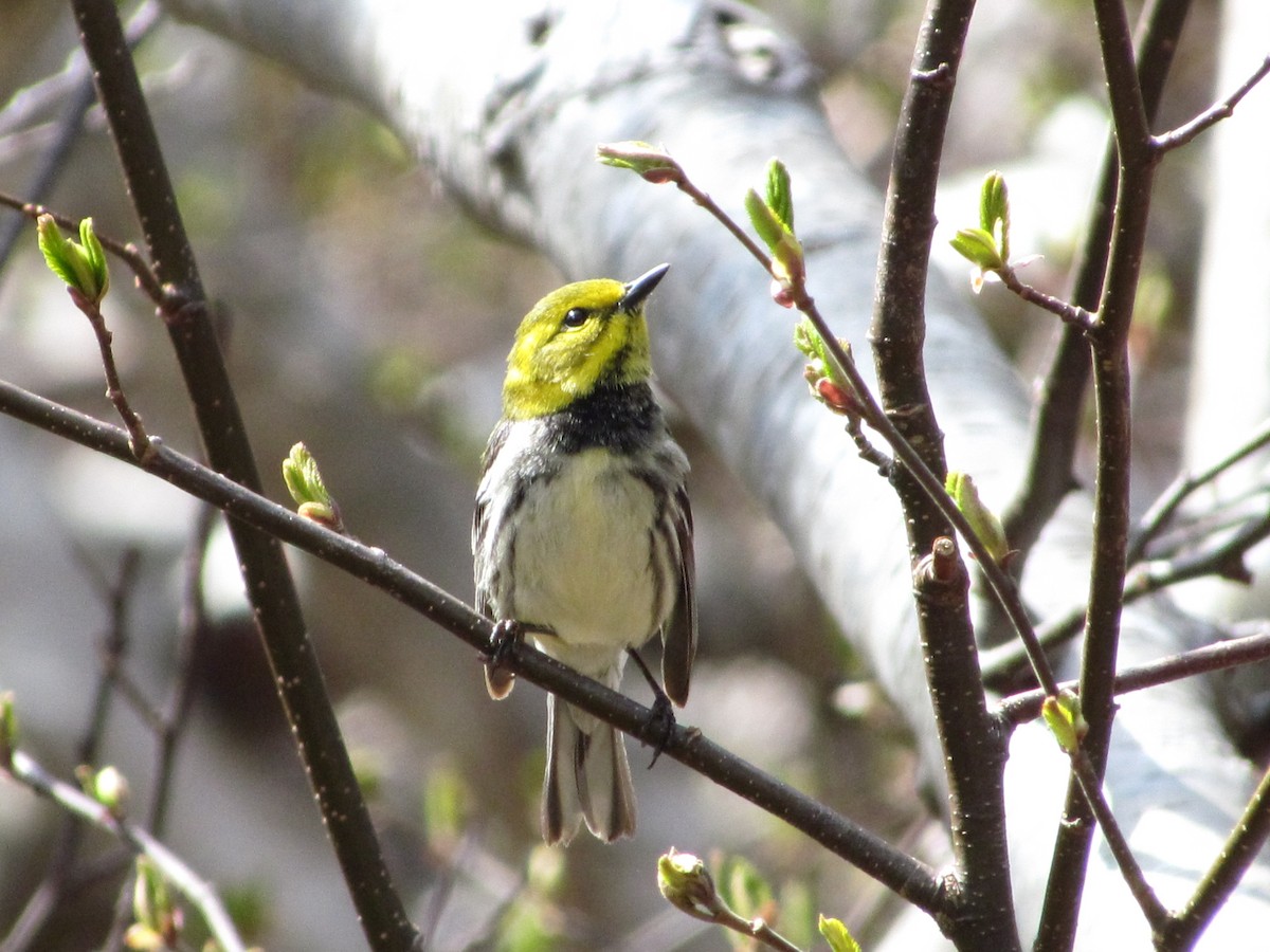 Grünmantel-Waldsänger - ML104488871