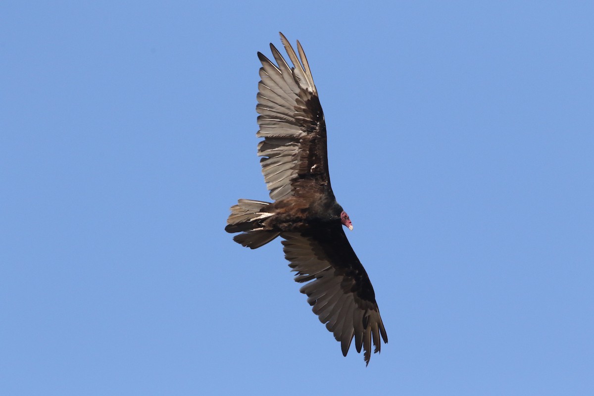 Turkey Vulture - Pair of Wing-Nuts