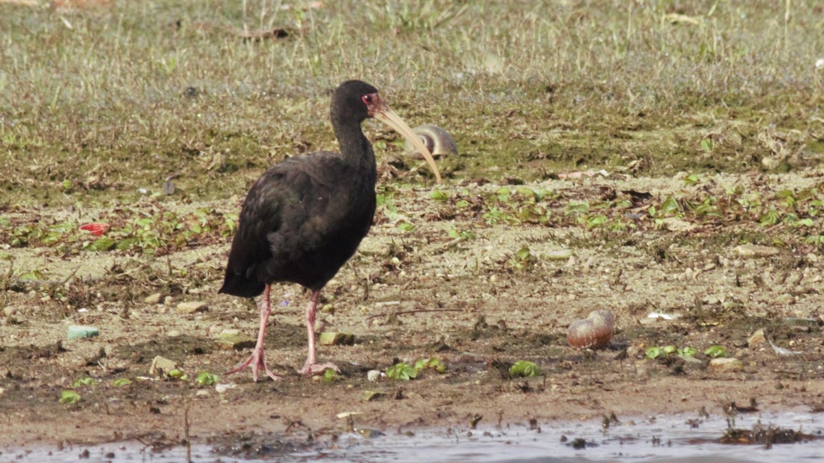 Bare-faced Ibis - ML104494331