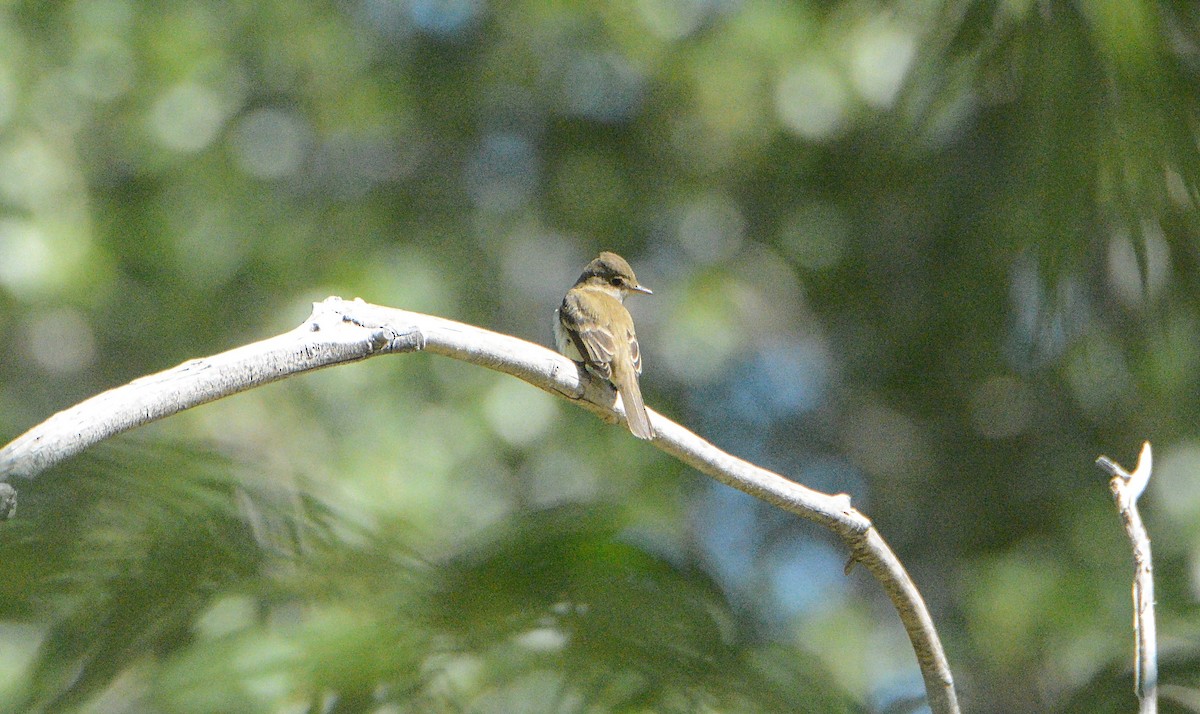 Willow Flycatcher - Douglas Hall