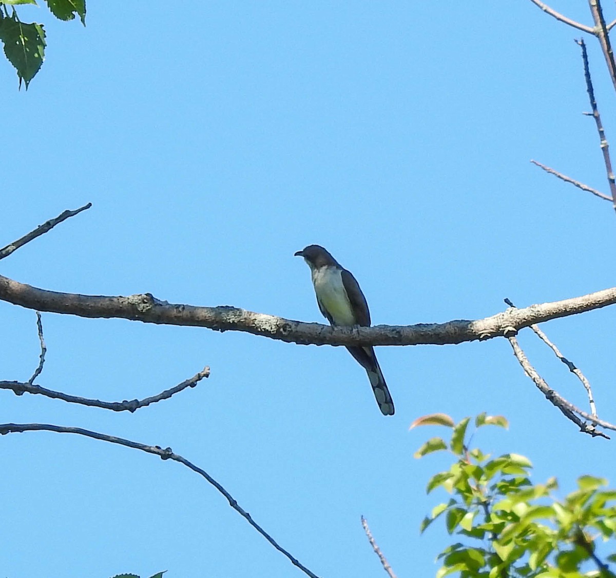 Yellow-billed Cuckoo - ML104497821