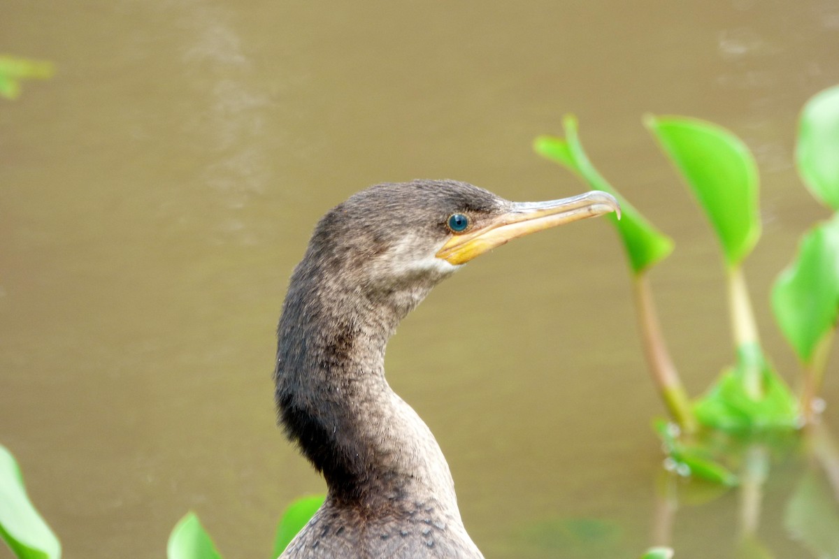 Neotropic Cormorant - ML104498971