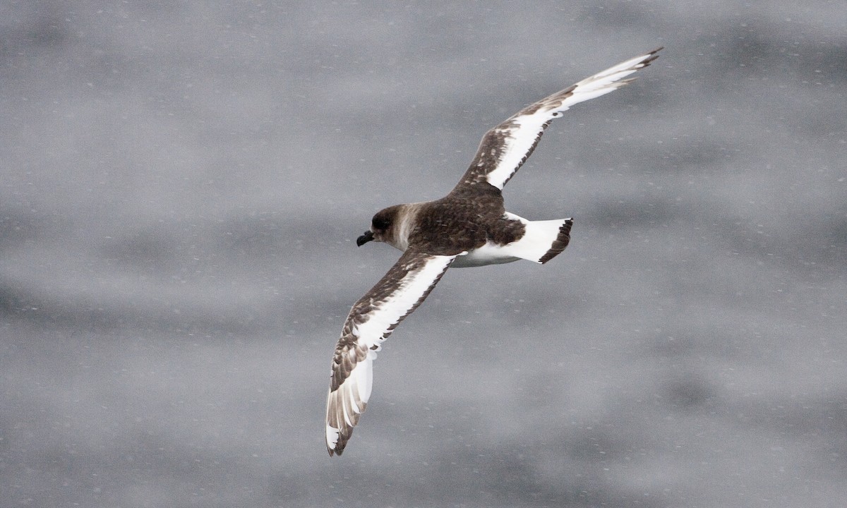 Antarctic Petrel - Brian Sullivan