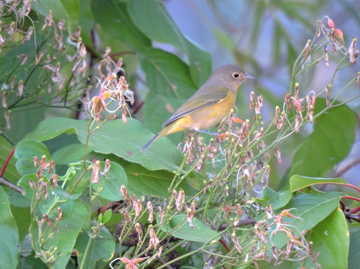 Nashville Warbler - S. K.  Jones