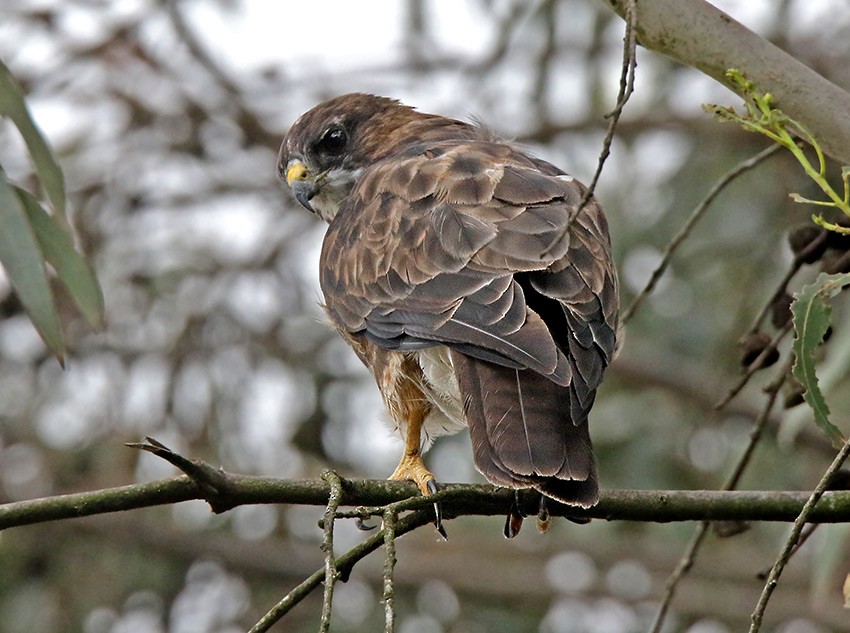 White-throated Hawk - ML104502651