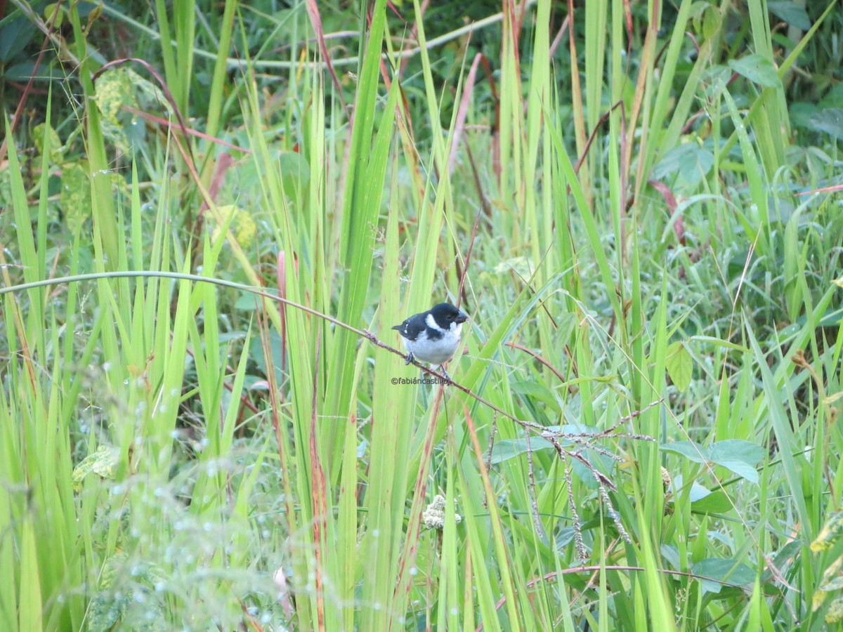 Wing-barred Seedeater (Caqueta) - fabian castillo