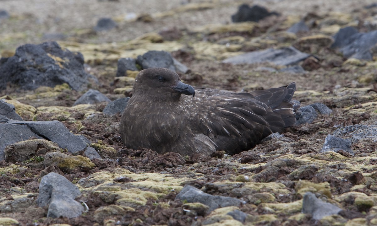 Brown Skua (Subantarctic) - ML104502891