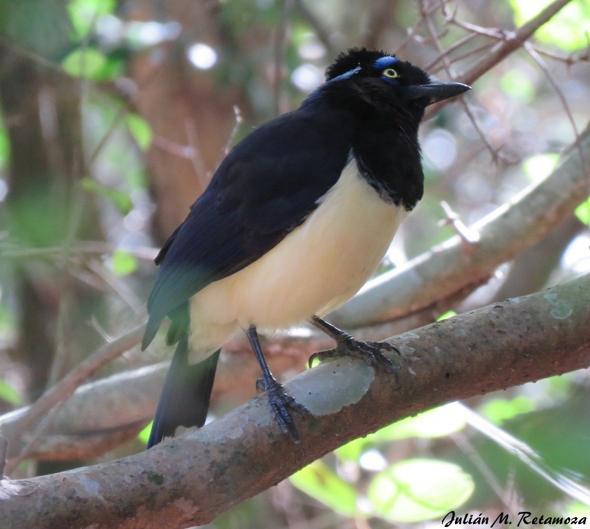 Plush-crested Jay - ML104503251