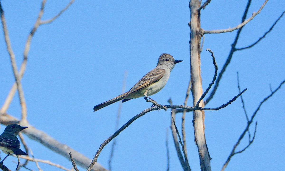 Ash-throated Flycatcher - Douglas Hall