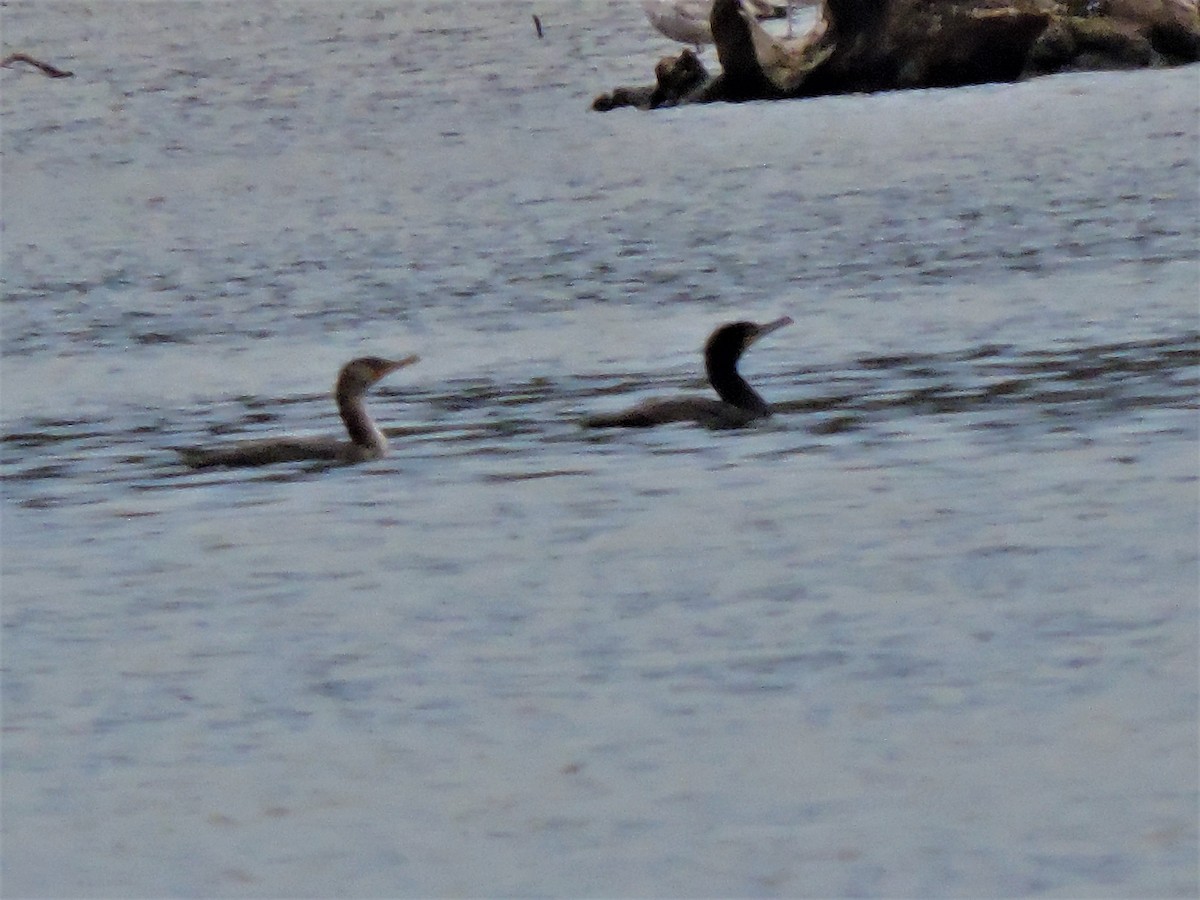 Double-crested Cormorant - ML104505341