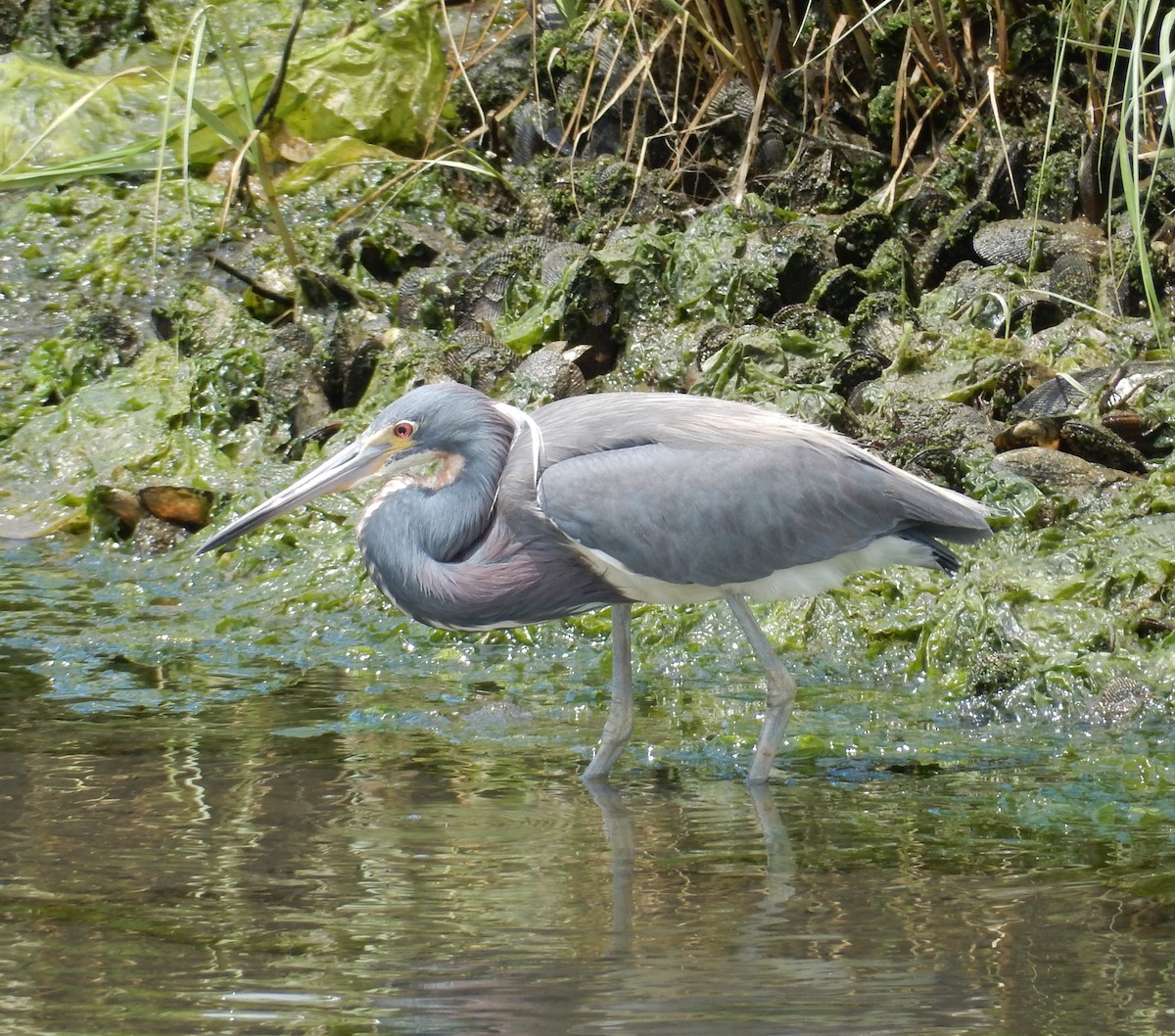 Tricolored Heron - Peter Paul