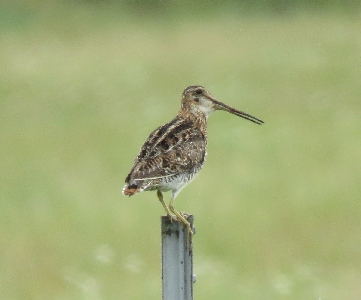 Wilson's Snipe - ML104507911