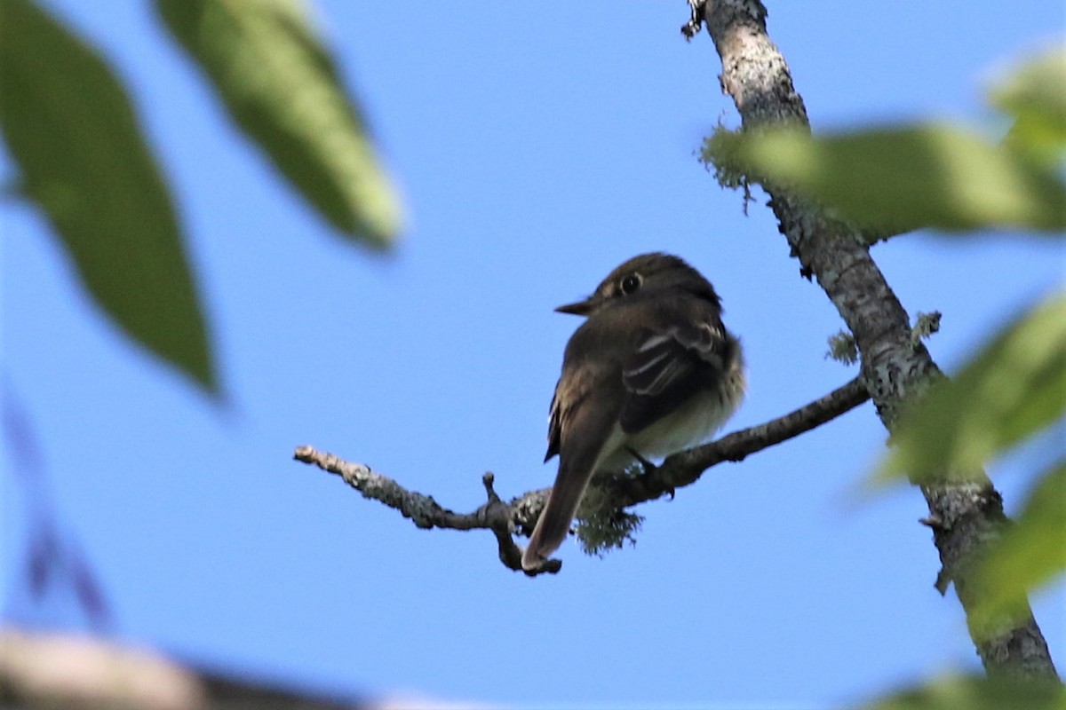 Alder Flycatcher - ML104508241